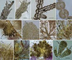 Attēlu rezultāti vaicājumam “Badhamia affinis var. microspora macro”