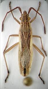 Attēlu rezultāti vaicājumam “Myrmus miriformis”