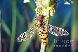 Attēlu rezultāti vaicājumam “Episyrphus balteatus”