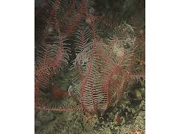 Attēlu rezultāti vaicājumam “Asterodon ferruginosus”