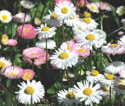 Image result for Bellis perennis