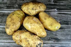 Attēlu rezultāti vaicājumam “Solanum tuberosum”