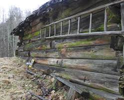 Attēlu rezultāti vaicājumam “Siphoptychium violaceum young”