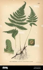 Attēlu rezultāti vaicājumam “Phegopteris connectilis”