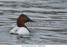 Image result for Aythya valisineria