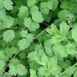 Attēlu rezultāti vaicājumam “Thalictrum minus leaf”