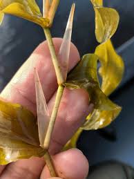 Attēlu rezultāti vaicājumam “Potamogeton praelongus”