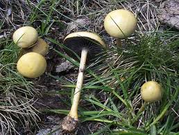 Attēlu rezultāti vaicājumam “Protostropharia alcis”