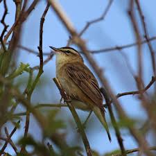 Attēlu rezultāti vaicājumam “Acrocephalus schoenobaenus”