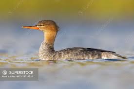 Attēlu rezultāti vaicājumam “Mergus serrator”