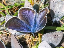 Attēlu rezultāti vaicājumam “Cyaniris semiargus underside”