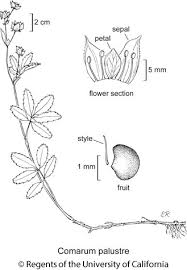 Attēlu rezultāti vaicājumam “Comarum palustre leaf”