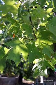 Attēlu rezultāti vaicājumam “Liriodendron tulipifera”