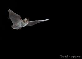 Attēlu rezultāti vaicājumam “Myotis nattereri”