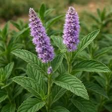 Attēlu rezultāti vaicājumam “Mentha longifolia flower”