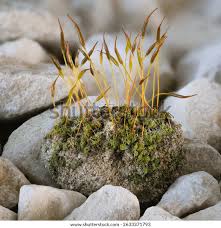 Attēlu rezultāti vaicājumam “Acrocarpous mosses”