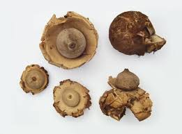 Attēlu rezultāti vaicājumam “Geastrum”