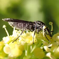 Attēlu rezultāti vaicājumam “Bibionidae female”