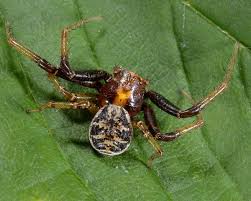 Attēlu rezultāti vaicājumam “Xysticus cristatus”