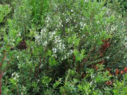 Attēlu rezultāti vaicājumam “Gaultheria cuneata”