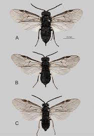 Attēlu rezultāti vaicājumam “Euura brevicornis”