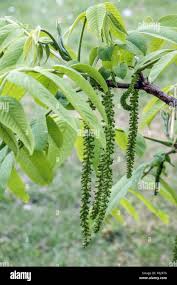 Attēlu rezultāti vaicājumam “Juglans mandshurica female flower”