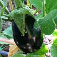 Afbeeldingsresultaat voor slim jim eggplant