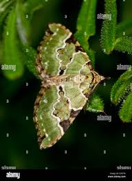 Attēlu rezultāti vaicājumam “Colostygia pectinataria”