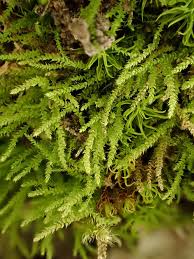 Attēlu rezultāti vaicājumam “Myurella julacea”