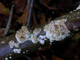 Attēlu rezultāti vaicājumam “Basidioradulum radula”