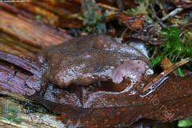 Attēlu rezultāti vaicājumam “Siphoptychium violaceum”