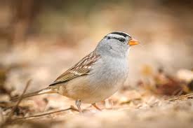 Image result for Zonotrichia leucophrys