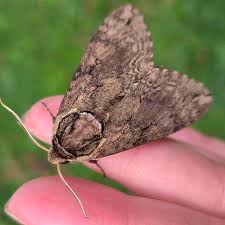 Attēlu rezultāti vaicājumam “Badhamiopsis scripta”