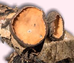 Attēlu rezultāti vaicājumam “Fuligo septica var. rufa spores”