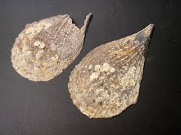 Attēlu rezultāti vaicājumam “Aloina rigida”