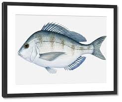 Image result for Stenotomus chrysops