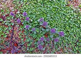 Attēlu rezultāti vaicājumam “Ajuga pyramidalis leaf”
