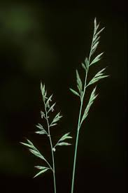 Attēlu rezultāti vaicājumam “Festuca rubra subsp. rubra”