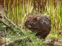 Attēlu rezultāti vaicājumam “Ondatra zibethicus”