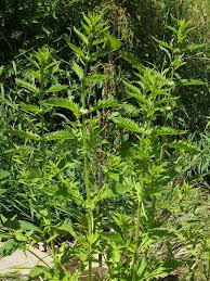 Attēlu rezultāti vaicājumam “Lycopus europaeus leaf”