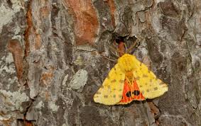 Attēlu rezultāti vaicājumam “Rhyparia purpurata”