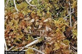 Attēlu rezultāti vaicājumam “Hypnum”