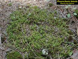 Attēlu rezultāti vaicājumam “Acaulon muticum”