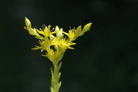 Attēlu rezultāti vaicājumam “Sedum sexangulare flower”