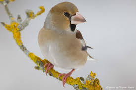 Attēlu rezultāti vaicājumam “Coccothraustes coccothraustes adult”