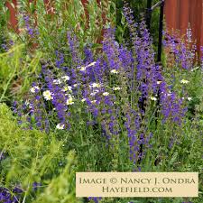 Attēlu rezultāti vaicājumam “Salvia pratensis”