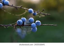 Attēlu rezultāti vaicājumam “Prunus spinosa fruit”