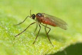 Attēlu rezultāti vaicājumam “Cecidomyiidae”