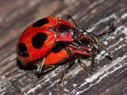 Attēlu rezultāti vaicājumam “Endomychus coccineus”