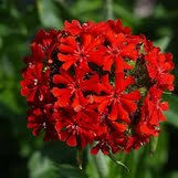 Attēlu rezultāti vaicājumam “Silene chalcedonica”